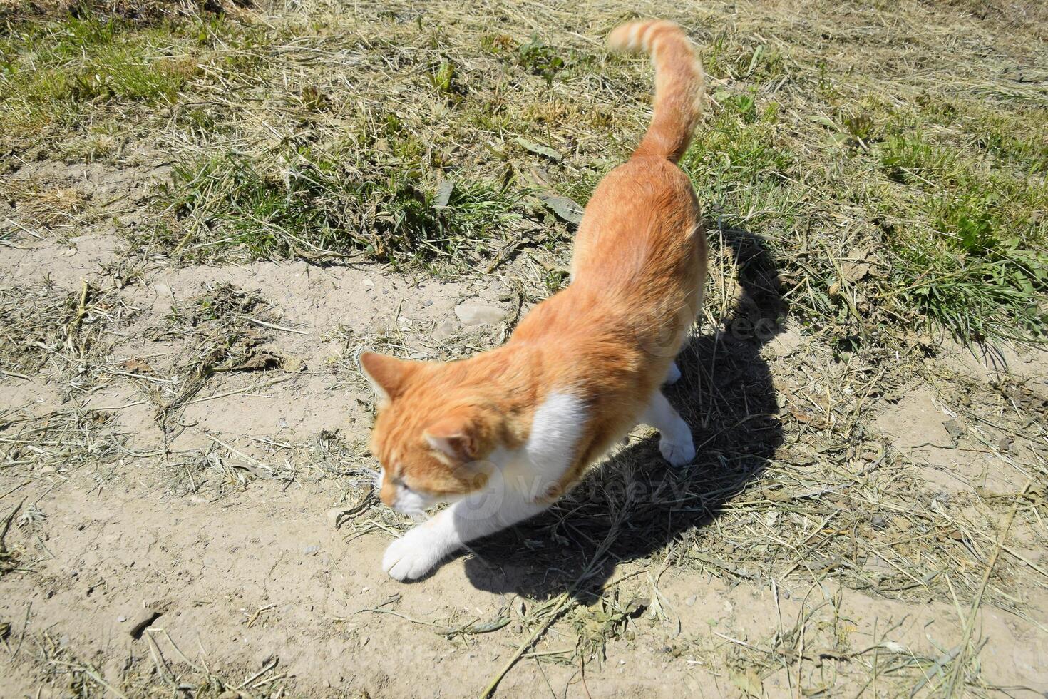 Red cat on a dirt road. photo