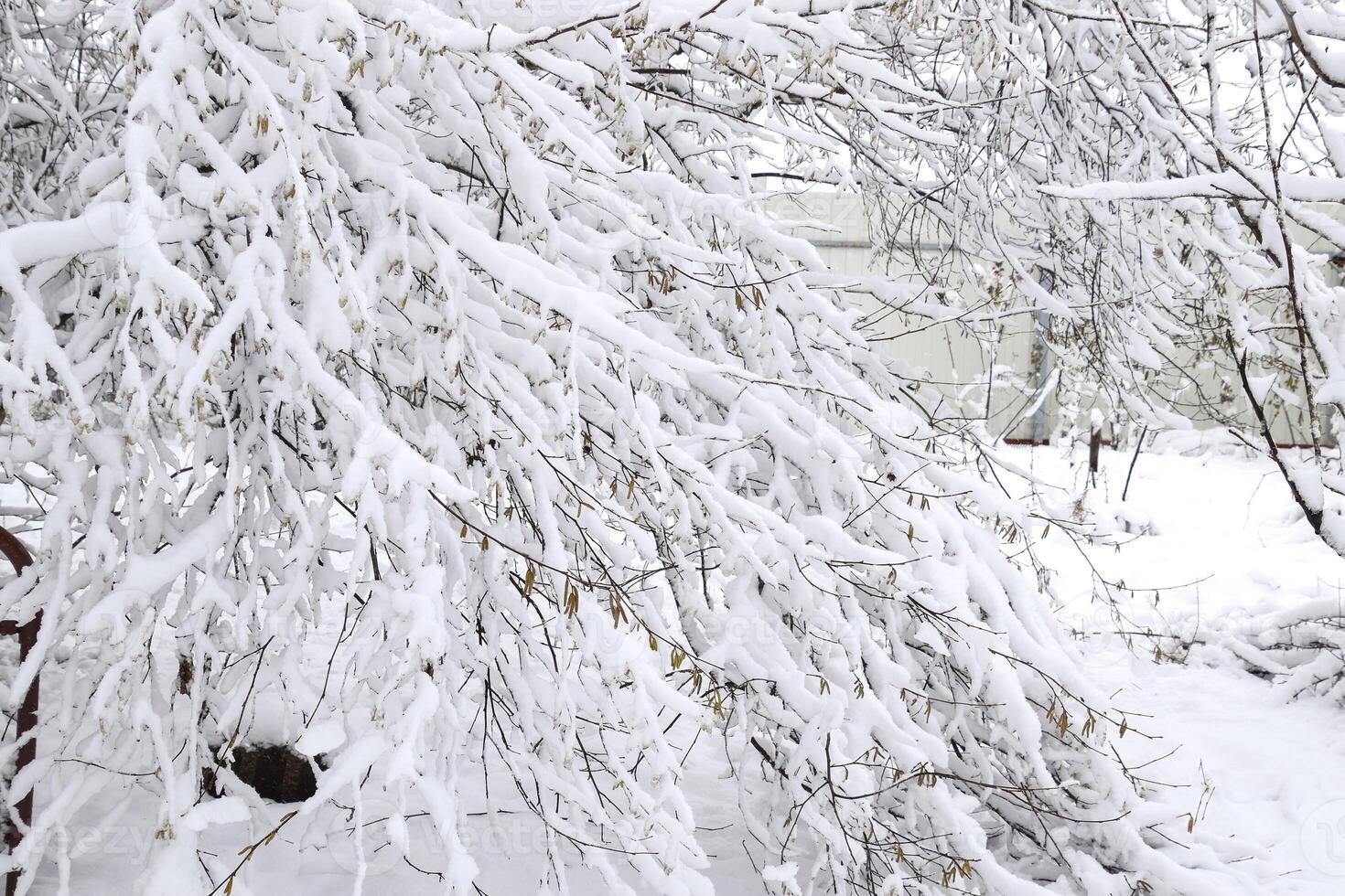 Snow on the tree branches. Winter View of trees covered with snow. The severity of the branches under the snow. Snowfall in nature photo