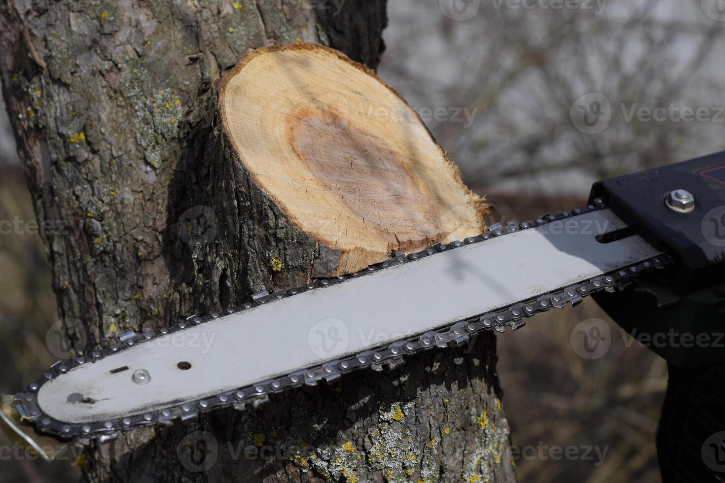 sawn electric sawing tree photo