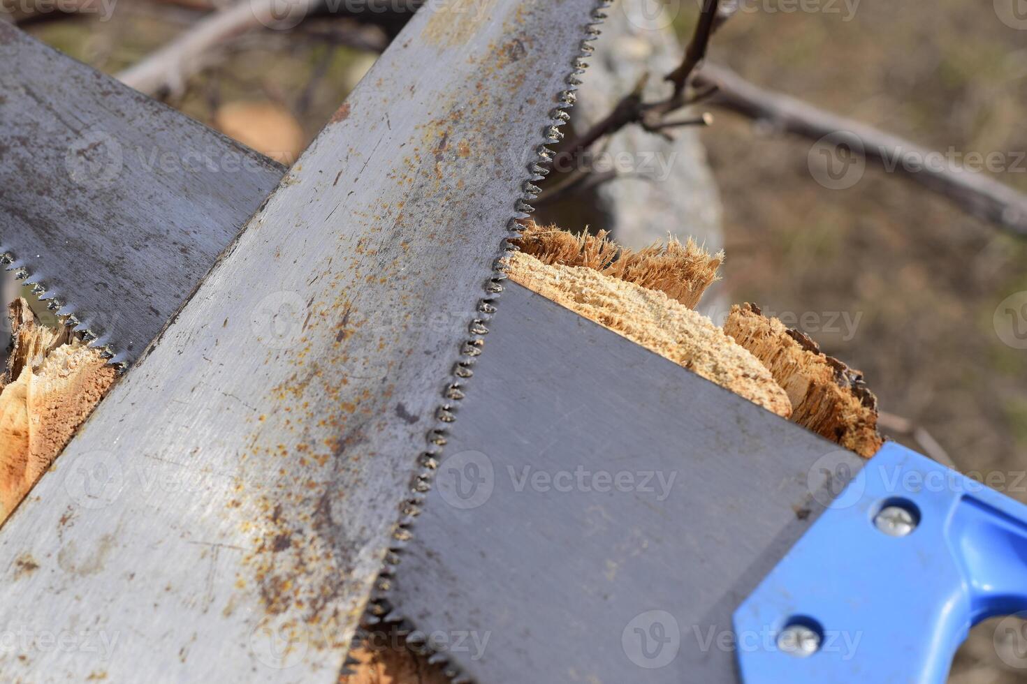 Two saws hacksaws lie across. Garden tool saw. photo