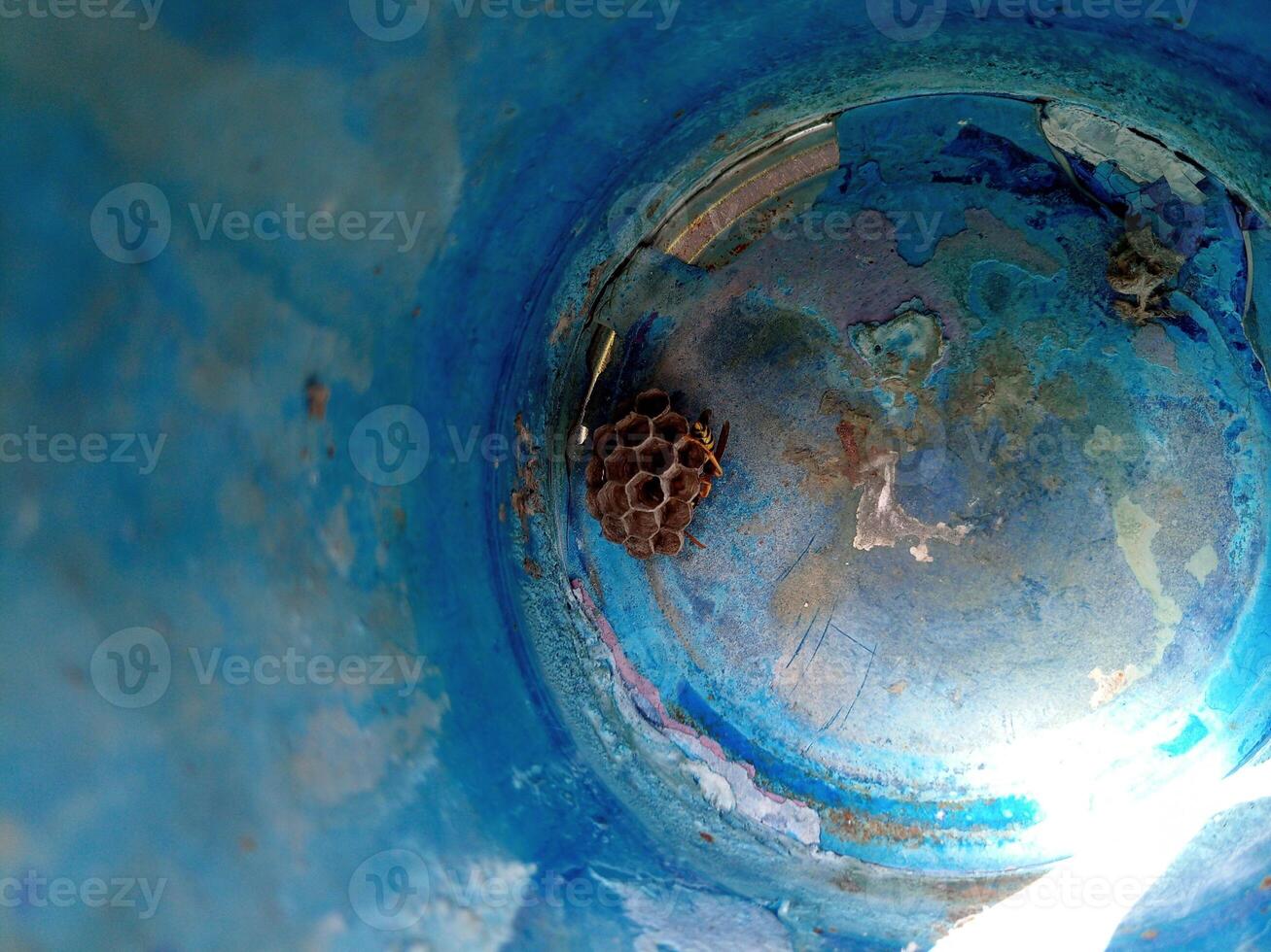 The nest wasps polistov. Vespiary photo
