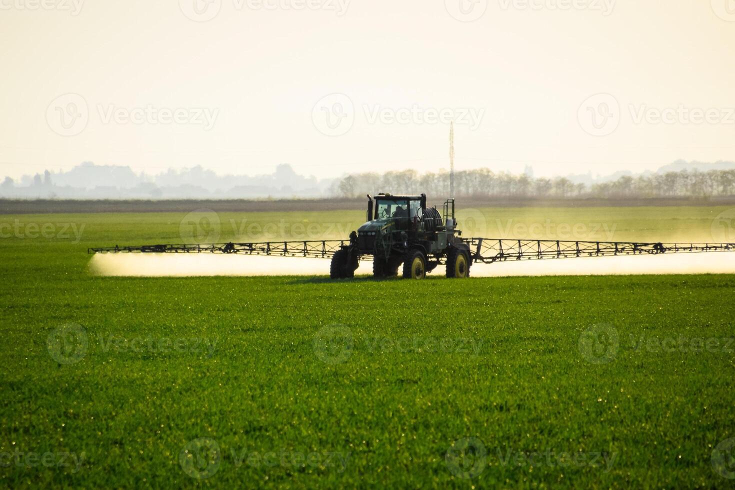 tractor with the help of a sprayer sprays liquid fertilizers on young wheat in the field. photo