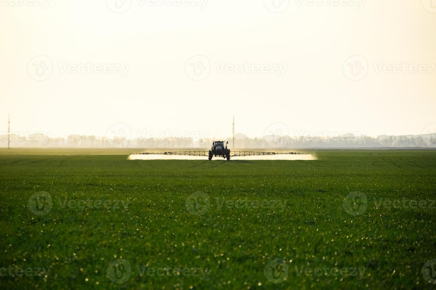 tractor with the help of a sprayer sprays liquid fertilizers on young wheat in the field. photo