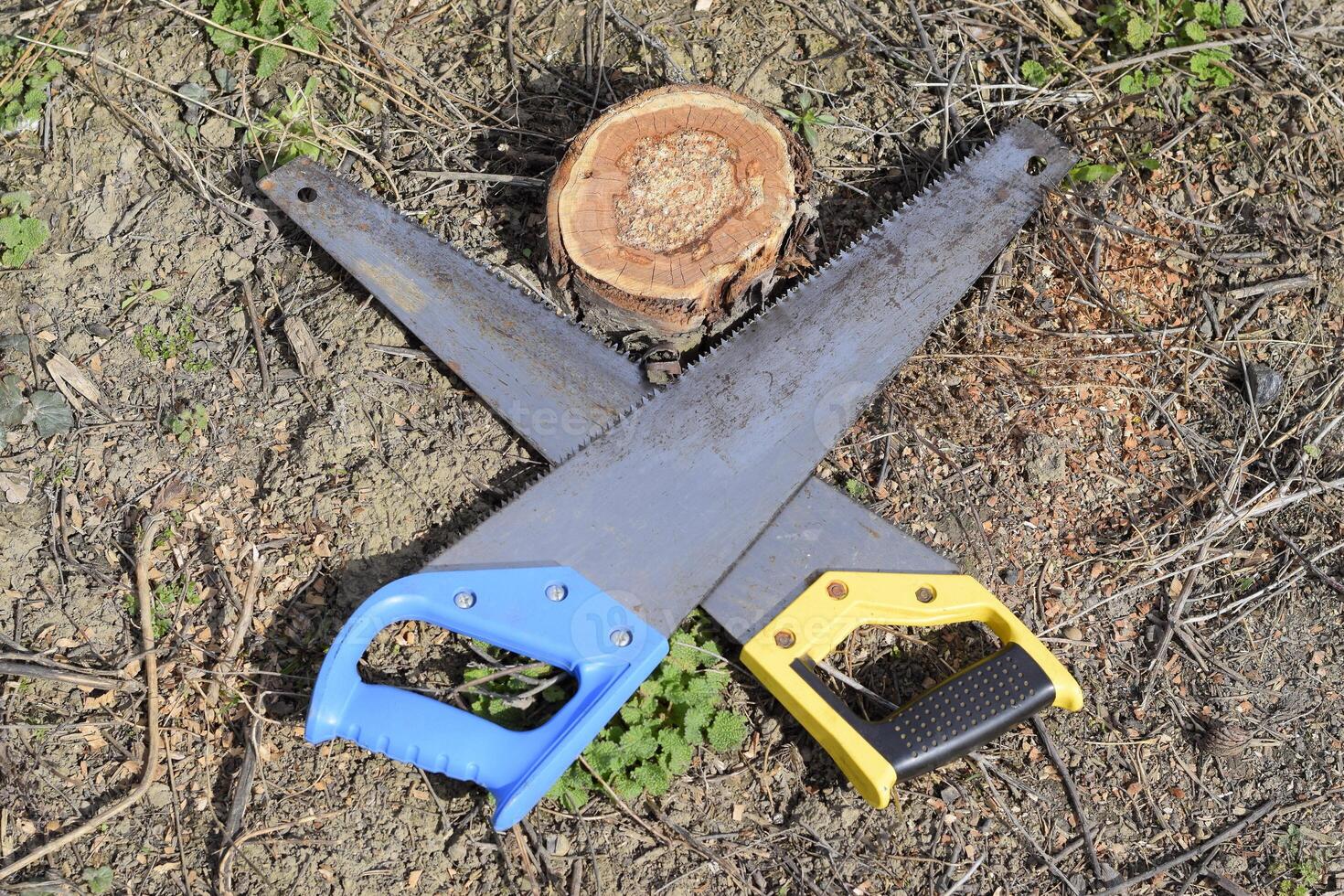 Two saws hacksaws lie across. Garden tool saw. photo