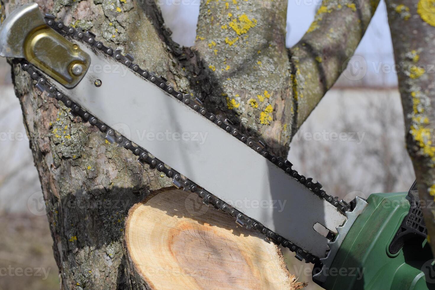 sawn electric sawing tree photo