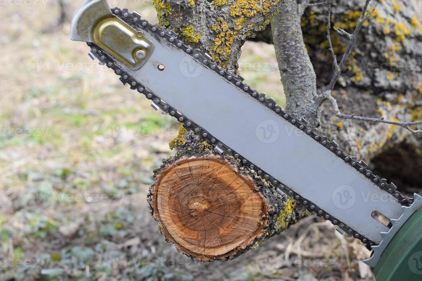 sawn electric sawing tree photo