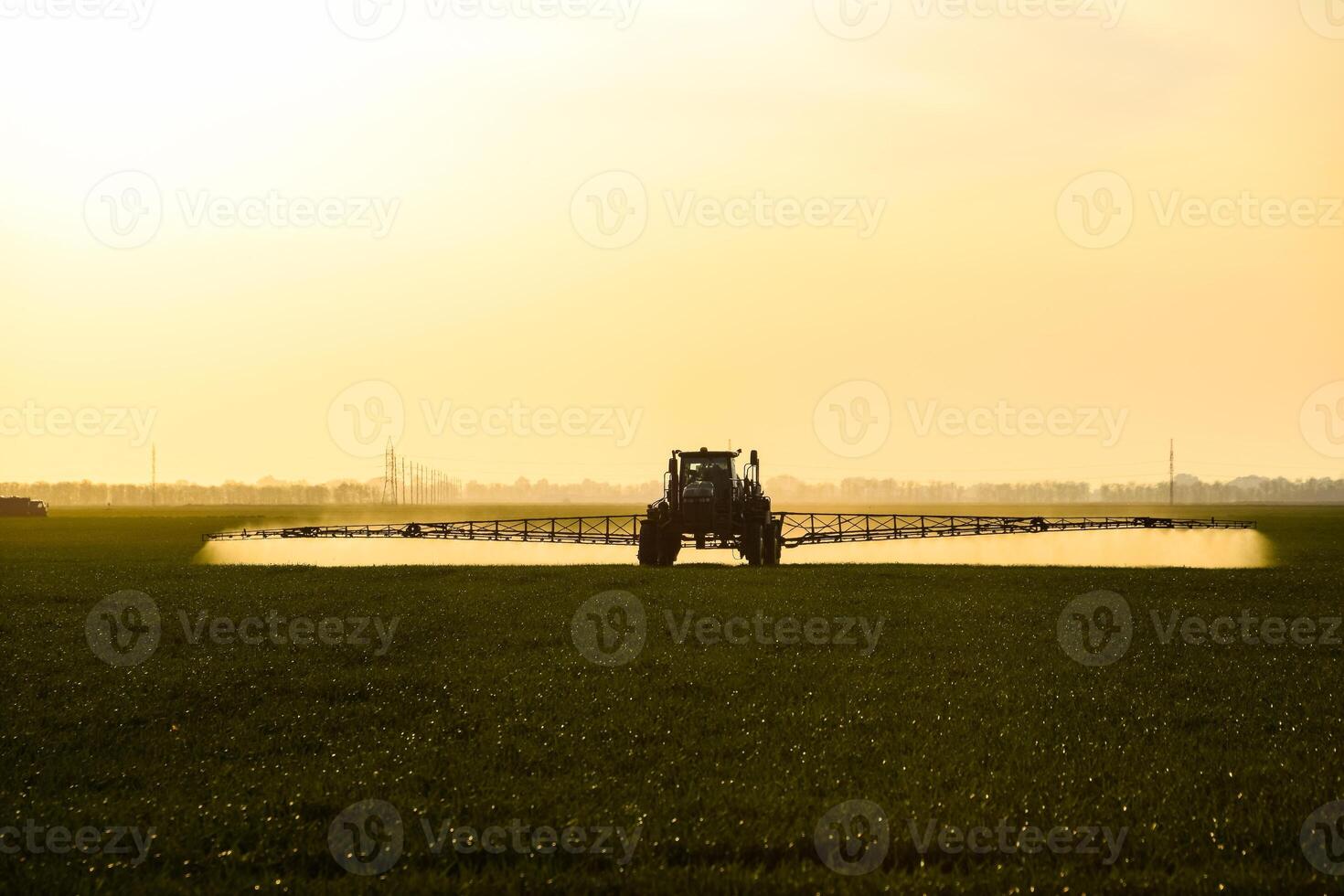 tractor with the help of a sprayer sprays liquid fertilizers on young wheat in the field. photo