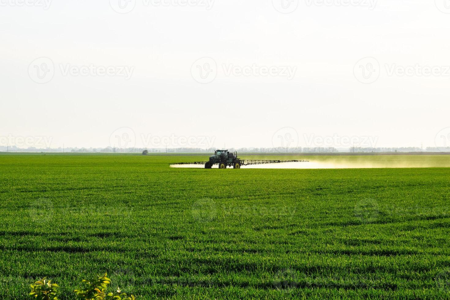 tractor with the help of a sprayer sprays liquid fertilizers on young wheat in the field. photo