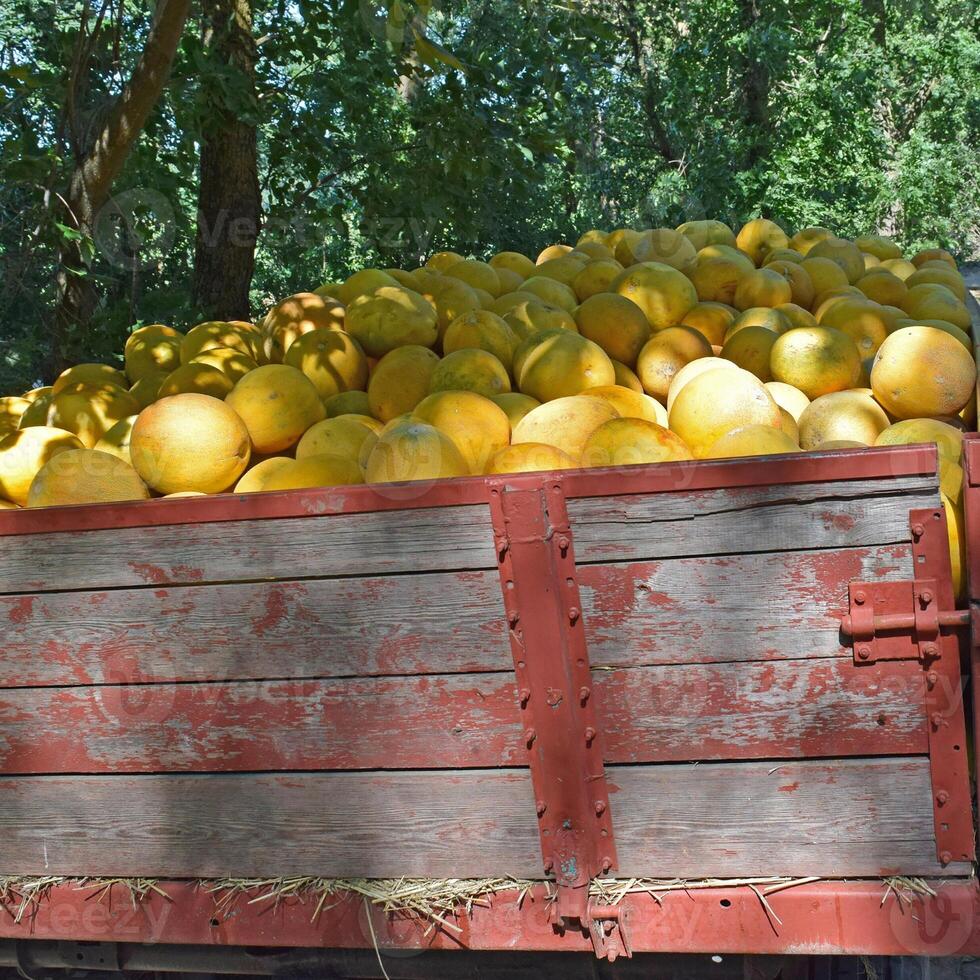 amarillo sandía en el carro foto