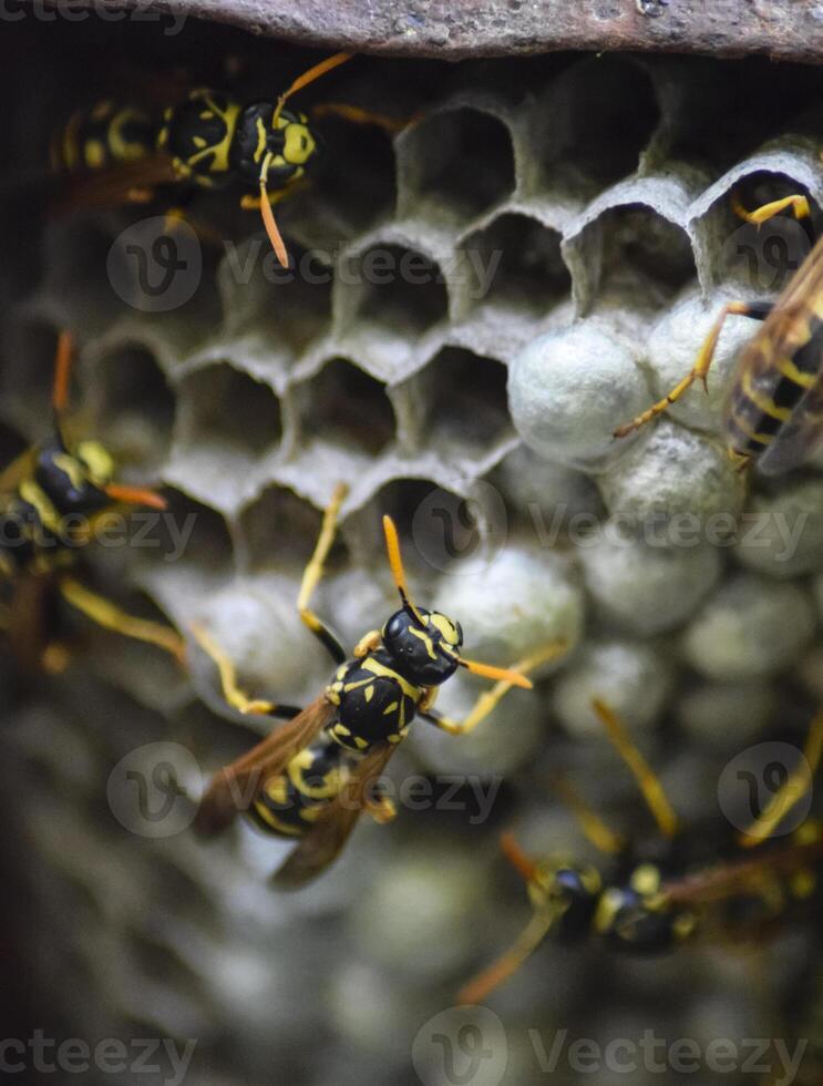 Wasp nest with wasps sitting on it. photo