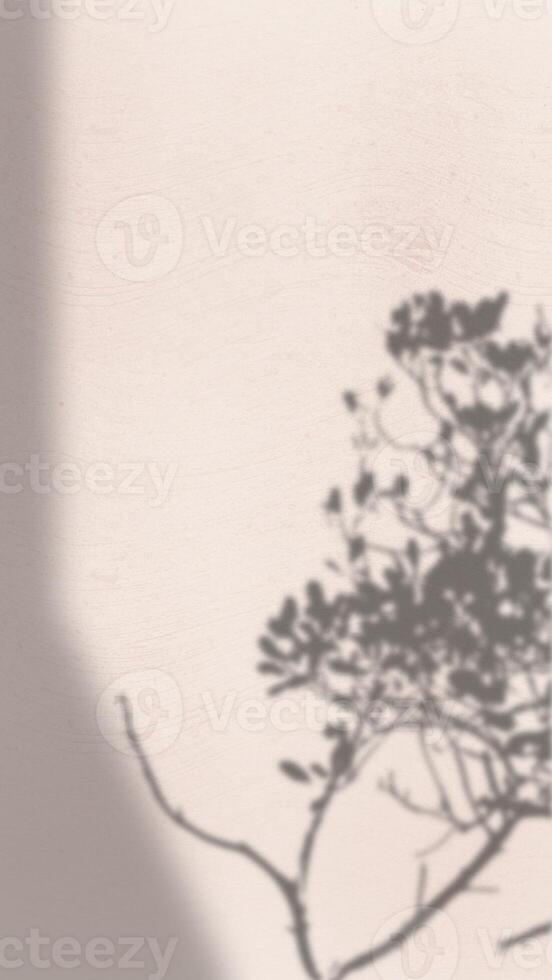 Abstract Background with Spotlight Effect and Tropical Leaves Shadow. Leaves Shadows Cast on an Aesthetic Wall Background photo