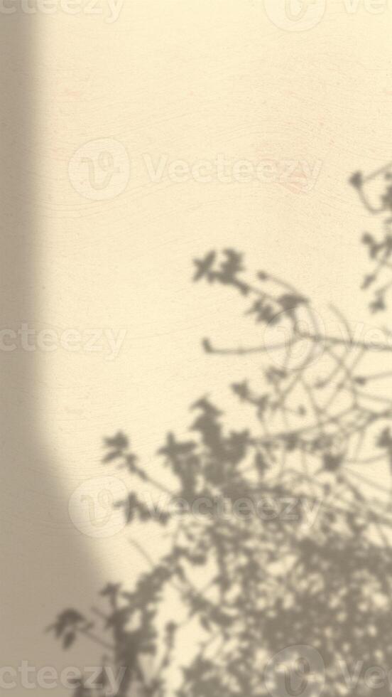 Abstract Background with Spotlight Effect and Tropical Leaves Shadow. Leaves Shadows Cast on an Aesthetic Wall Background photo