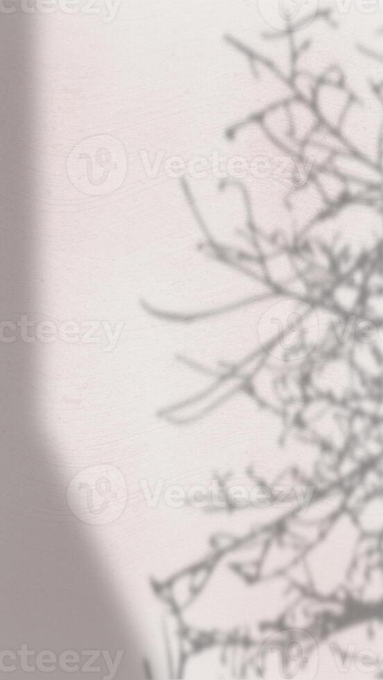 Abstract Background with Spotlight Effect and Tropical Leaves Shadow. Leaves Shadows Cast on an Aesthetic Wall Background photo