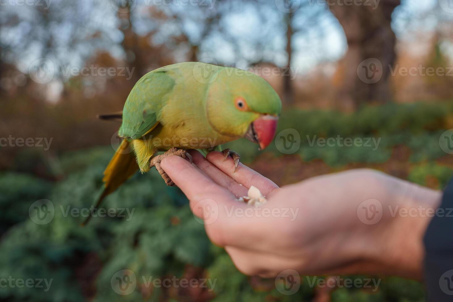 CloseUp of Roseringed Parakeet on Hand in London Park at Christmas photo