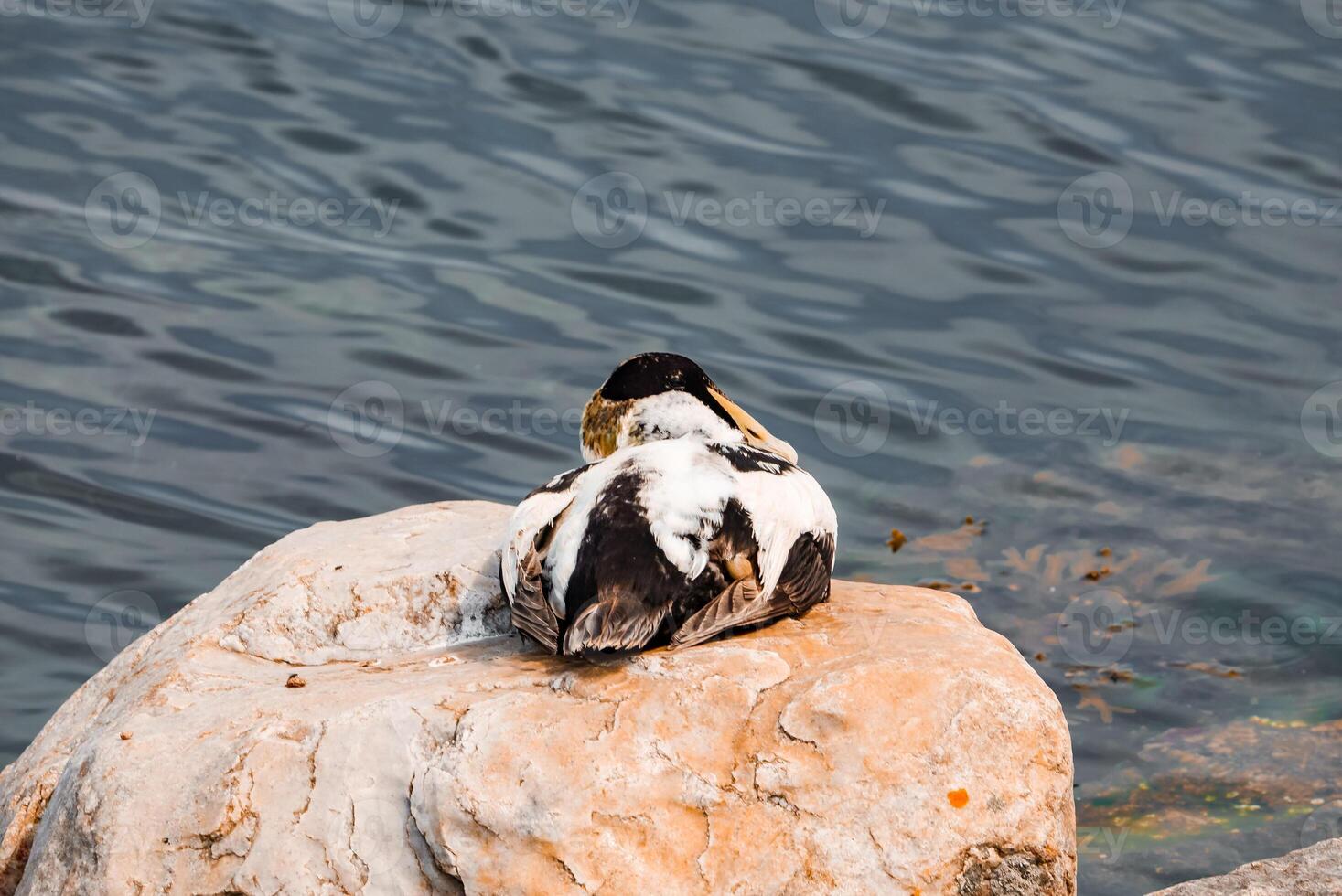 Preening Duck on a Smooth Rock by Calm Waters, Copenhagen or Malmo photo