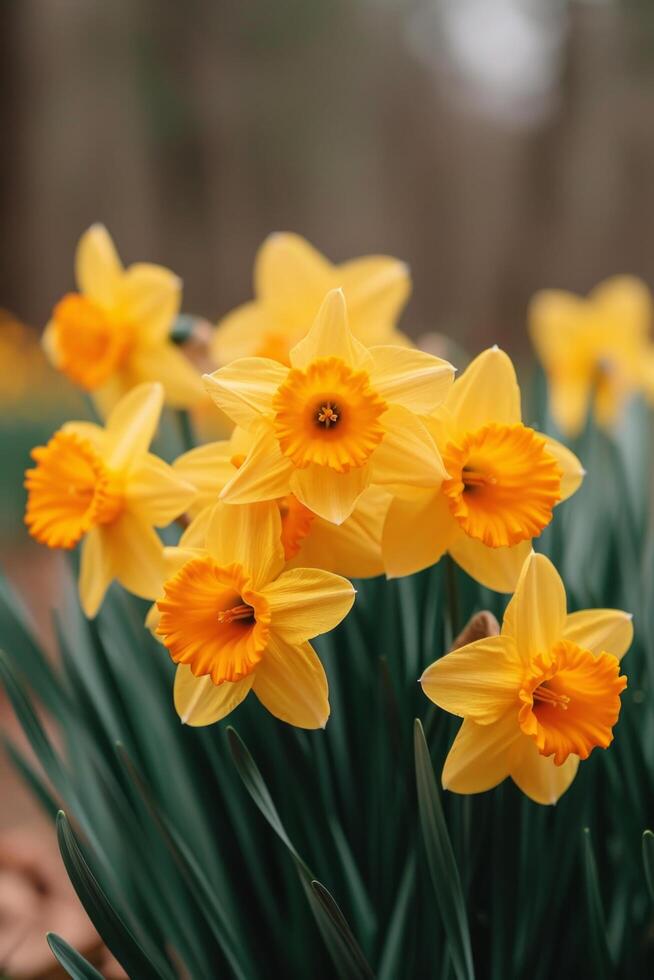 ai generado un racimo de narcisos, su dorado trompetas anunciando el llegada de primavera foto