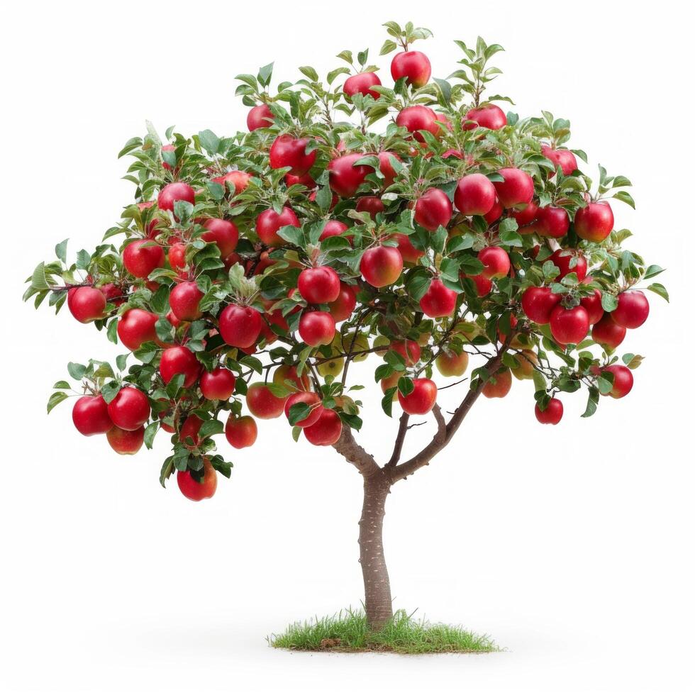 AI generated beautiful apple tree isolated on white background. photo