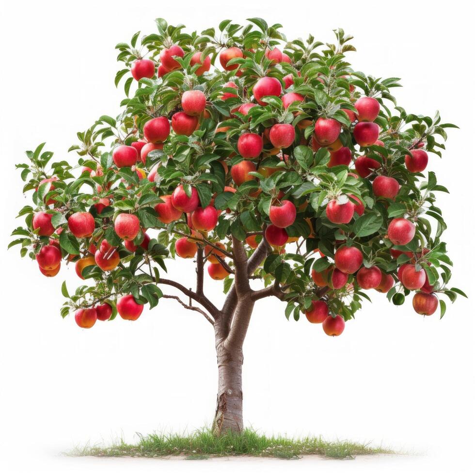 AI generated beautiful apple tree isolated on white background. photo