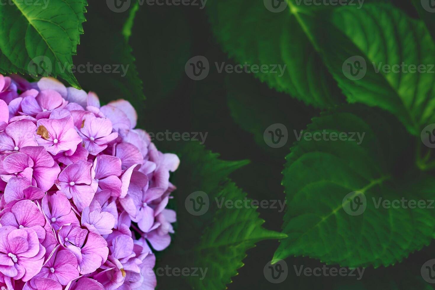 Pink bright Macrilla hydrangea,space for text on dark saturated greenery photo