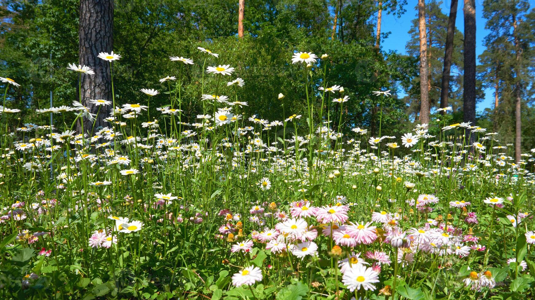 Cute useful medicine chamomile,daisy on a sunny green meadow in forest park photo