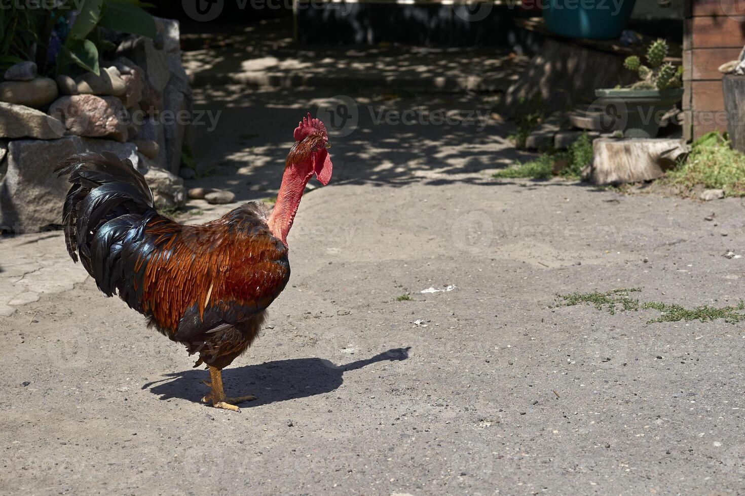 The ginger red red rooster is the owner,boss of the rural yard photo