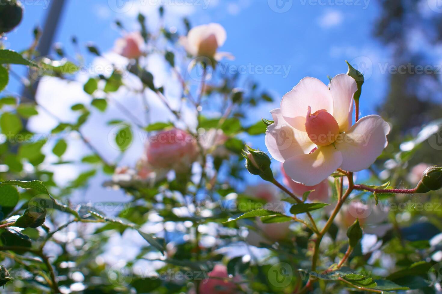 linda ligero rosado Rosa flor miniatura floribunda patio con no soplado brotes foto