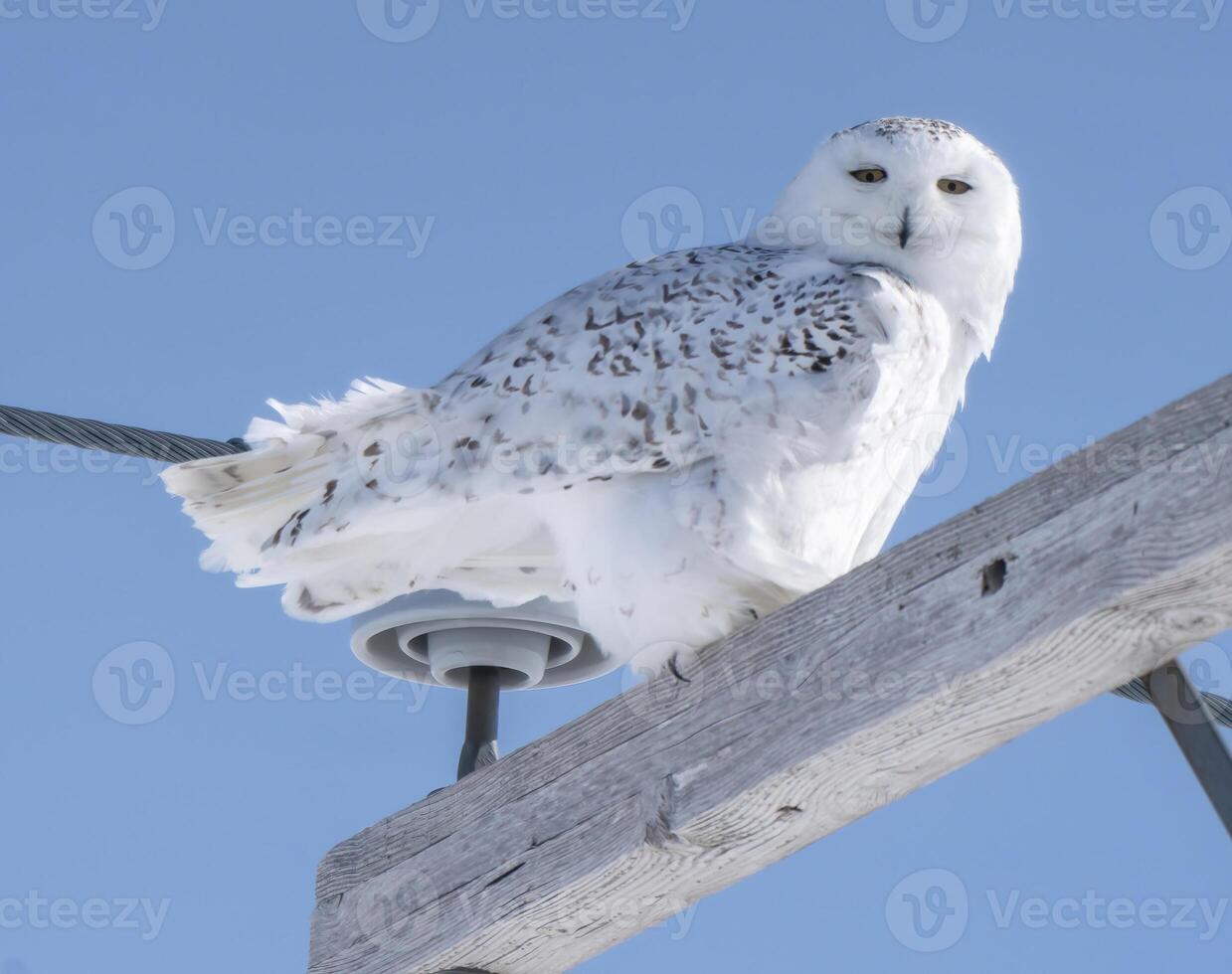 Snowy Owl Winter photo