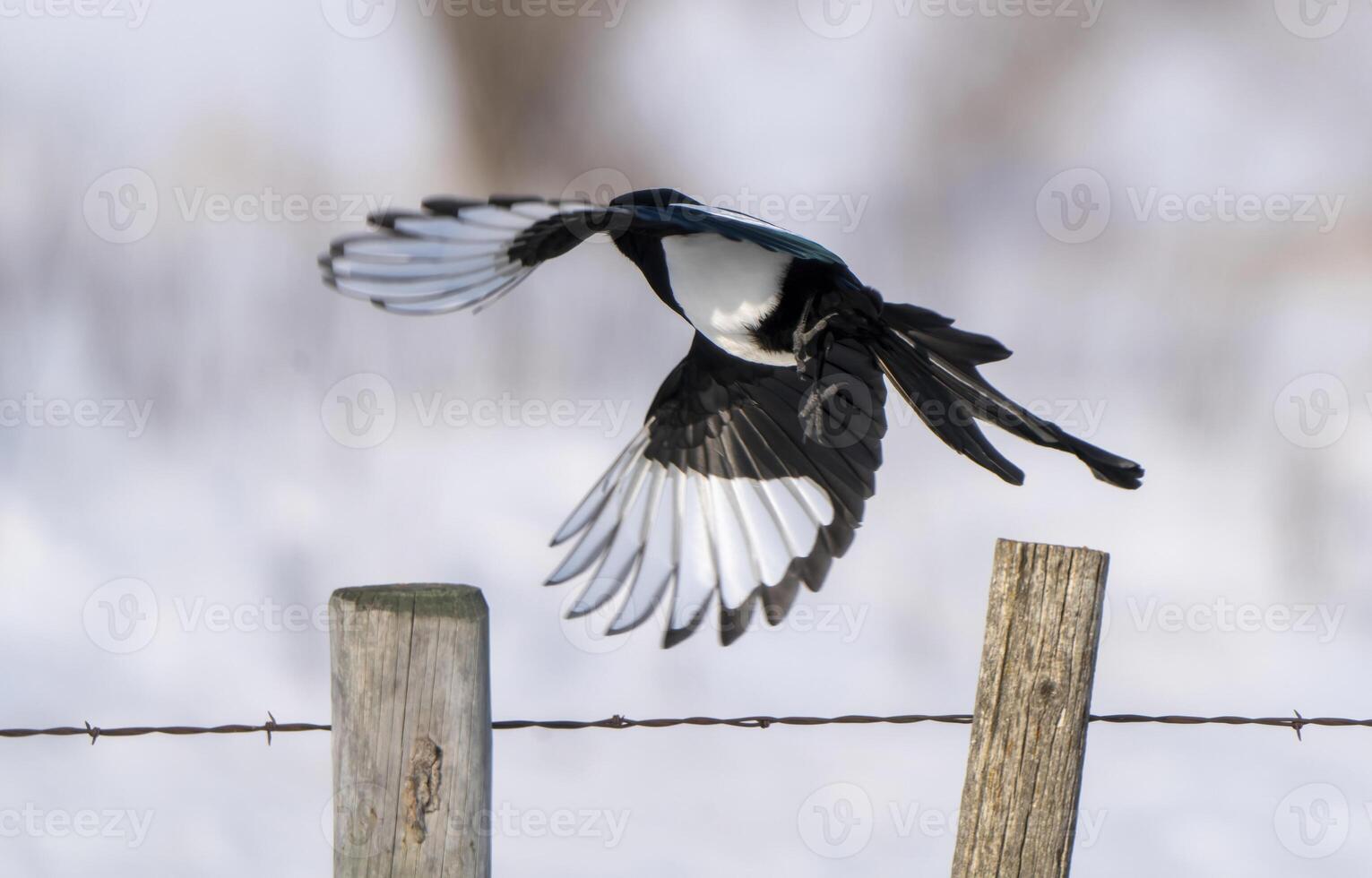 Magpie in Flight photo