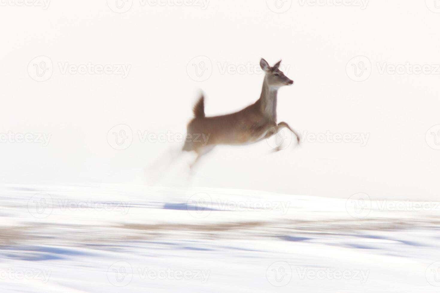 Deer running in Winter photo