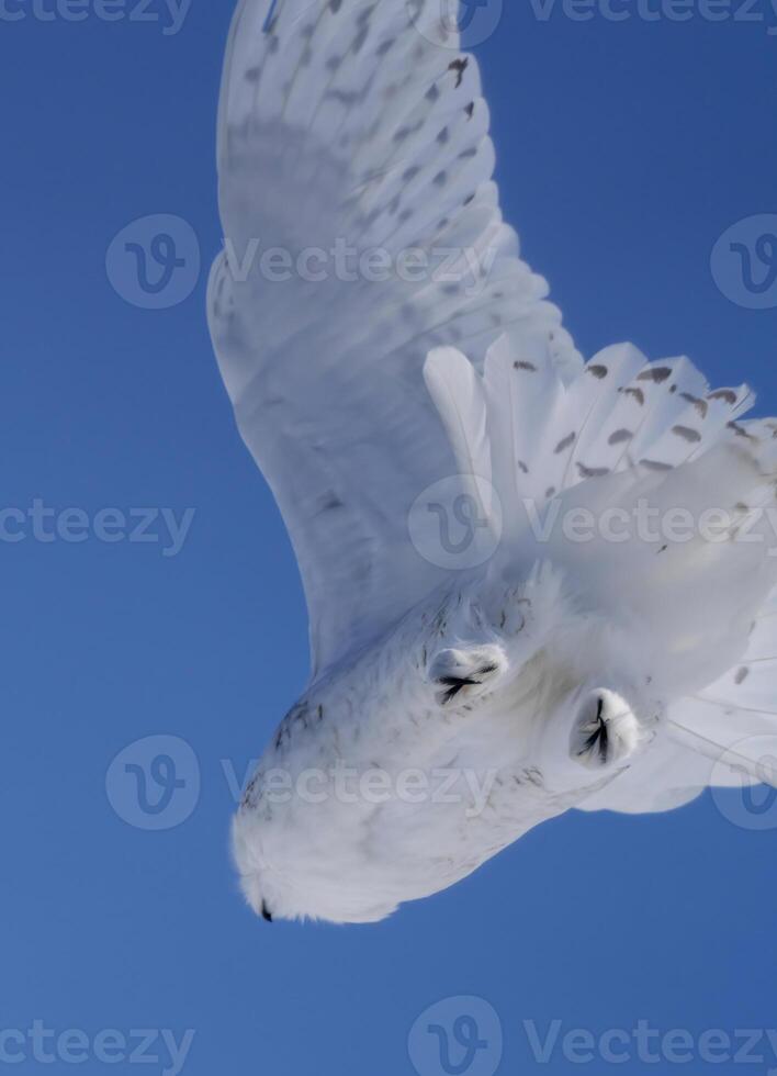 Snowy Owl Winter photo