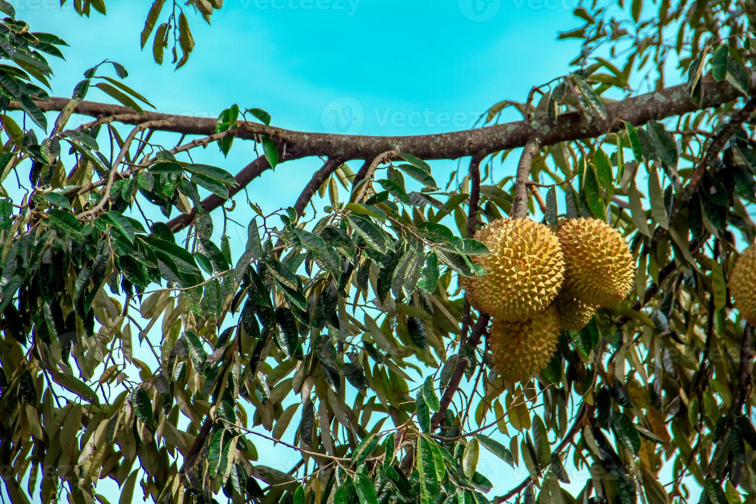 Fresh local Indonesian durian. The durian is still on the tree, maintaining its freshness. The durian tree. photo