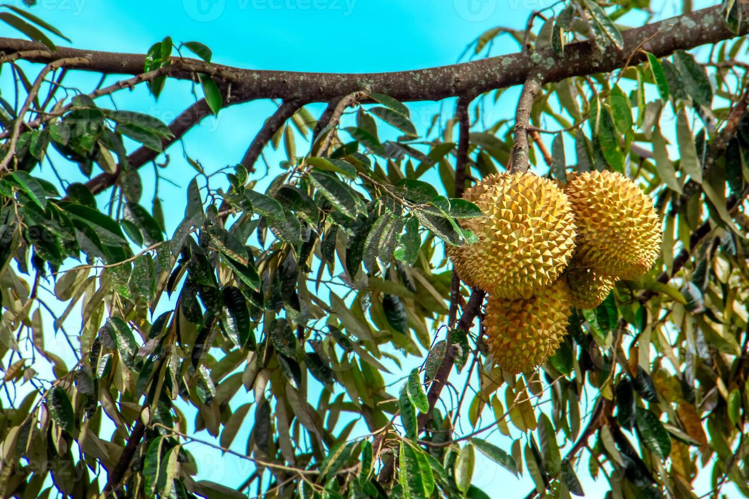 Fresh local Indonesian durian. The durian is still on the tree, maintaining its freshness. The durian tree. photo