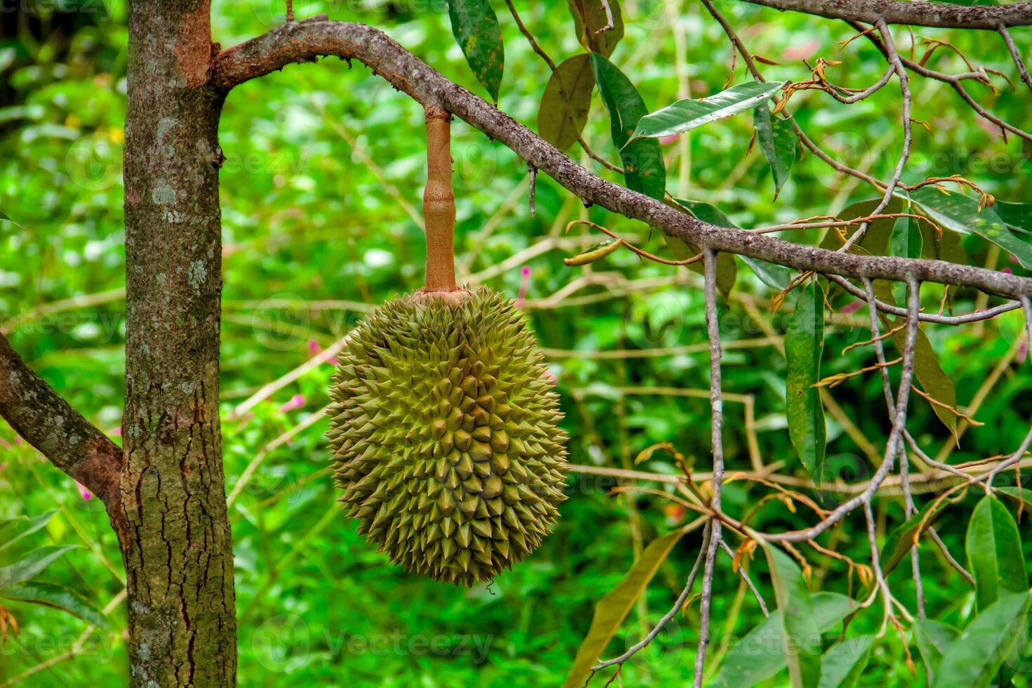 Fresh local Indonesian durian. The durian is still on the tree, maintaining its freshness. The durian tree. photo