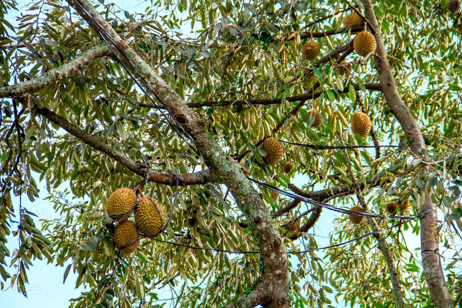 Fresco local indonesio Durian. el Durian es todavía en el árbol, mantener sus frescura. el Durian árbol. foto