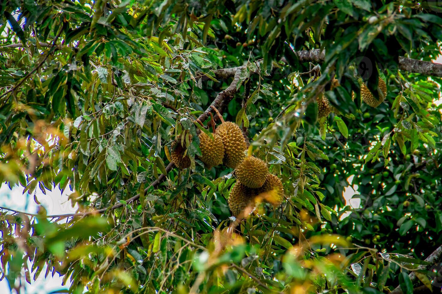 Fresco local indonesio Durian. el Durian es todavía en el árbol, mantener sus frescura. el Durian árbol. foto