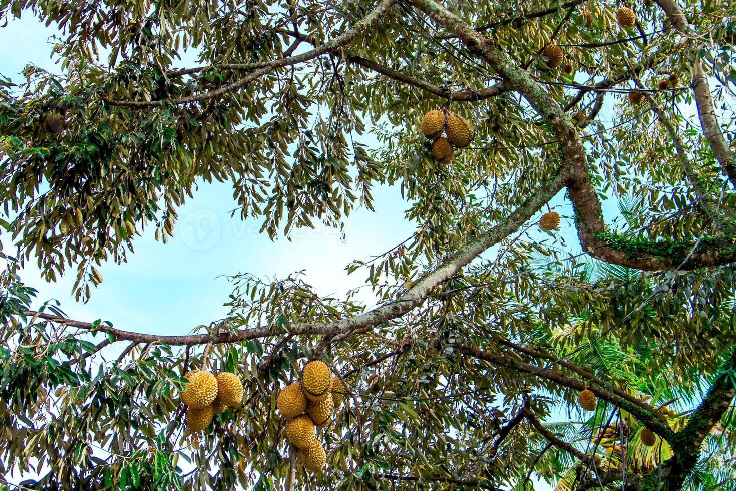 Fresco local indonesio Durian. el Durian es todavía en el árbol, mantener sus frescura. el Durian árbol. foto