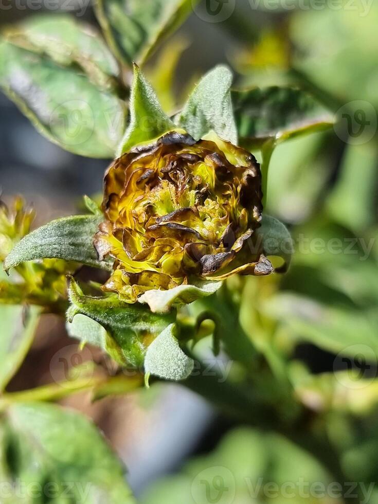 thrips pest animal detroy white rose flower in botany garden damage soft petals to dry photo