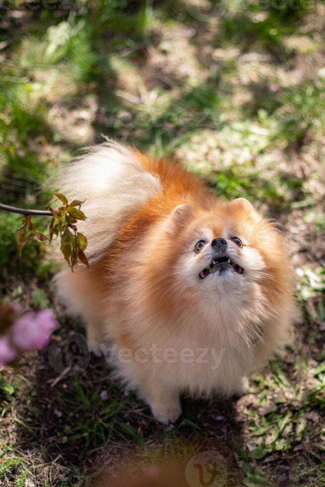 pomeranio perro en el jardín en un verde césped antecedentes. foto