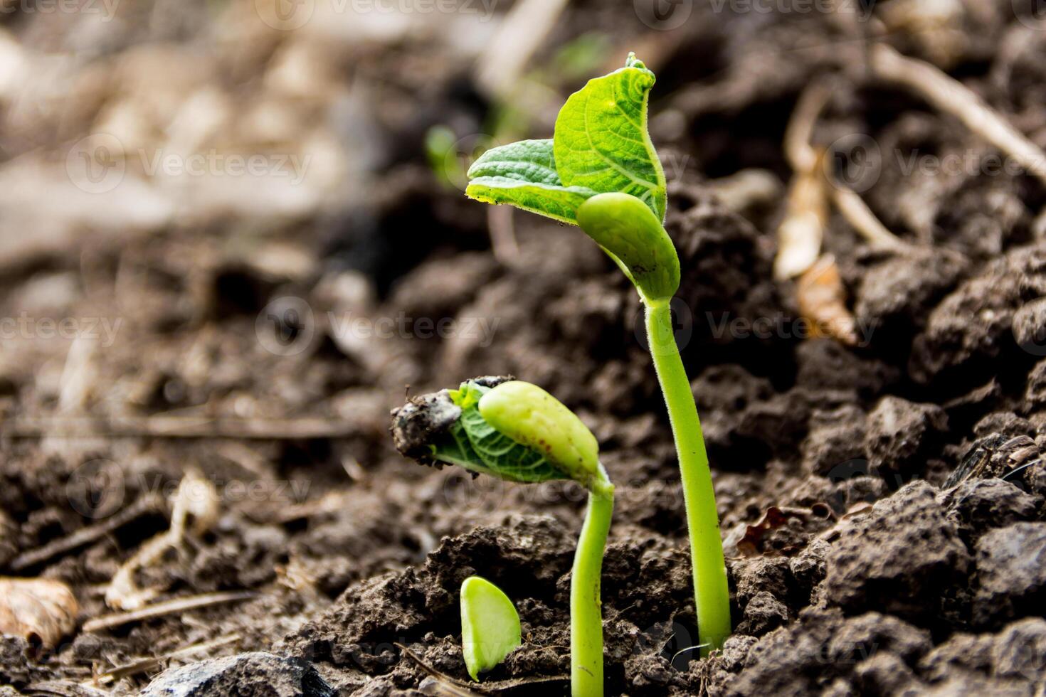 Close-up detail of seeds germinating in spring and autumn. Germination concept photo