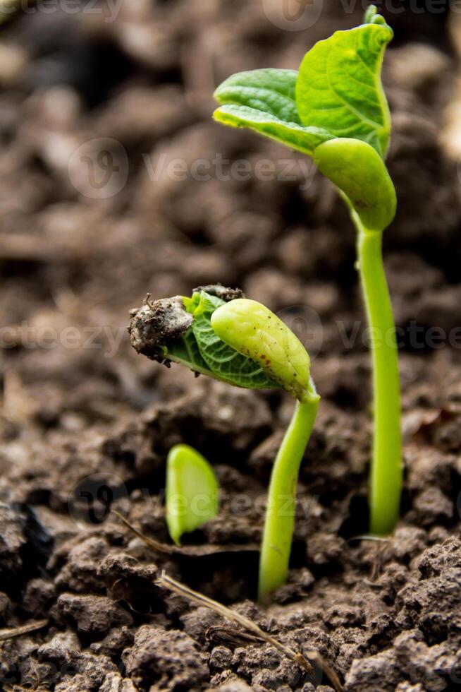 Close-up detail of seeds germinating in spring and autumn. Germination concept photo