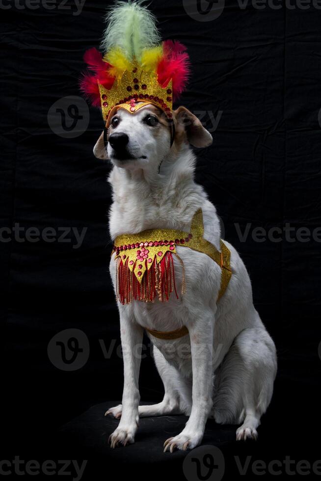 Portrait of a dog dressed for carnival, with feathers, sequins and glitters photo