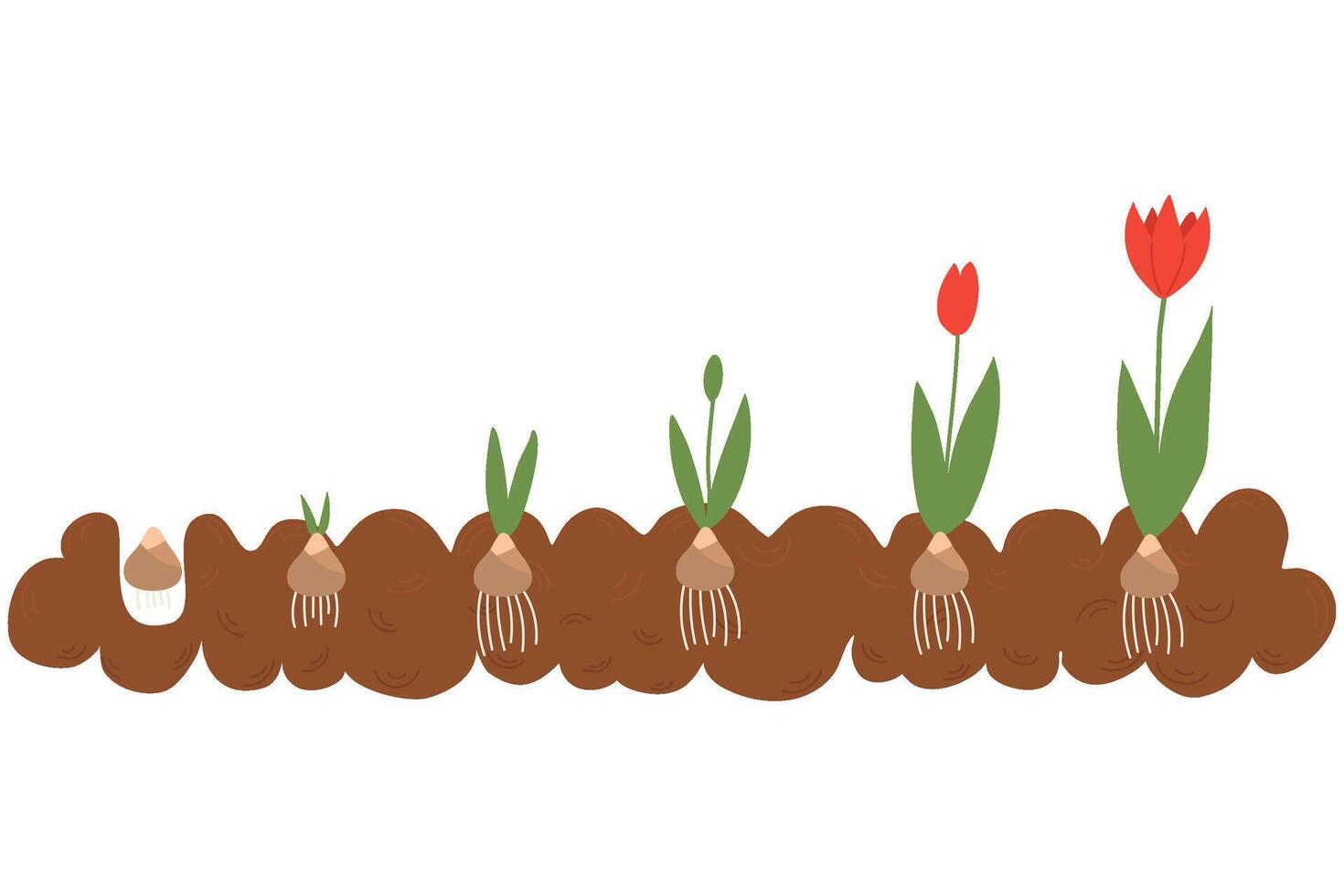 Stage of tulip growth.Stages of growth from bulb to adult flowering plant How flowers grow. vector