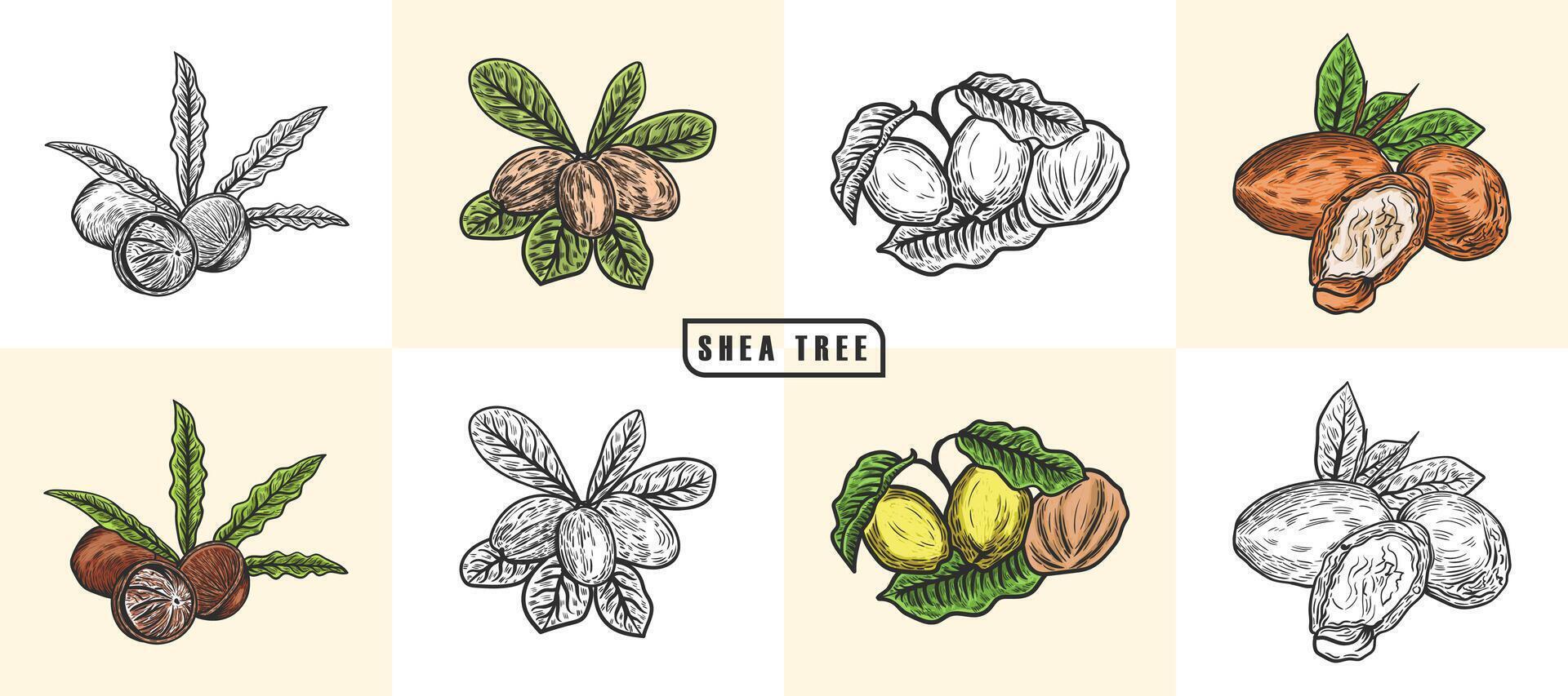 Shea Tree Hand drawn Vector Set Illustration. Organic Shea Butter vintage illustration of nuts