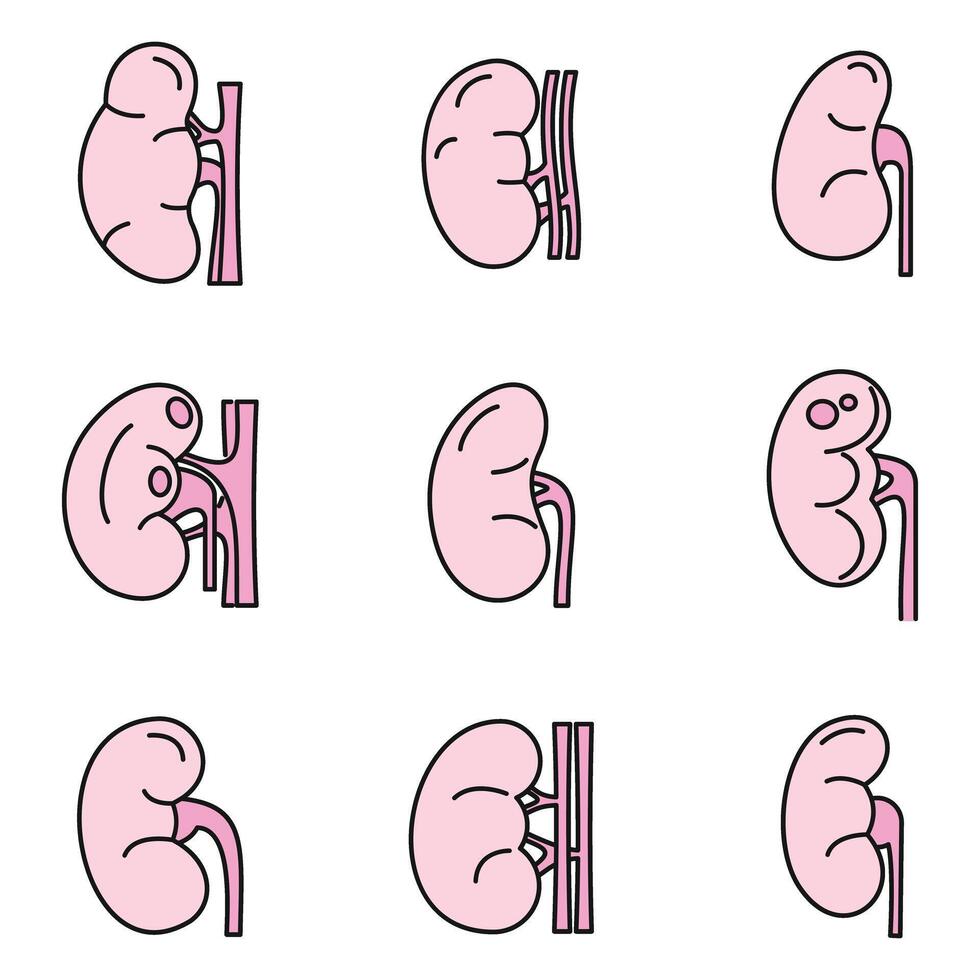 Kidney organ icons set vector color line