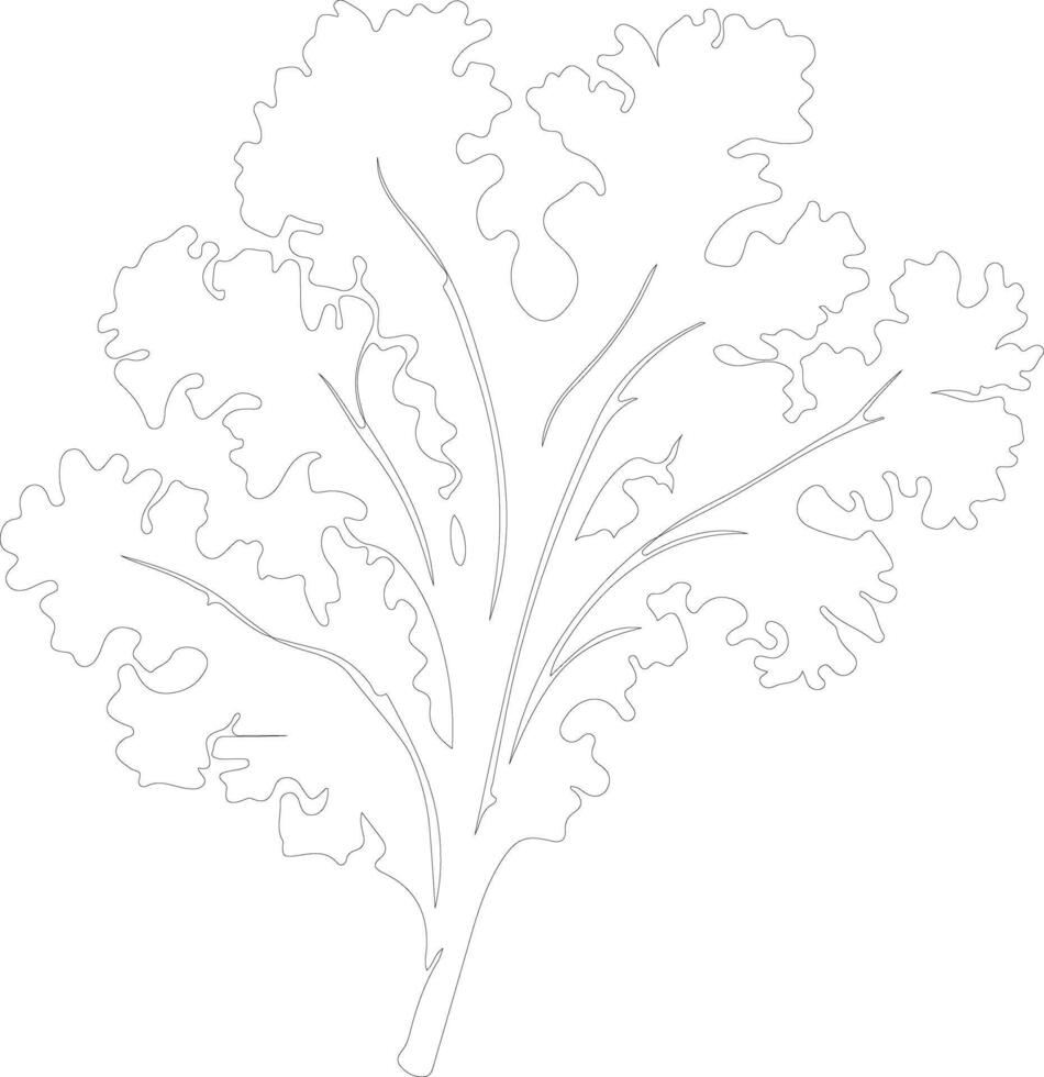 kale outline silhouette vector