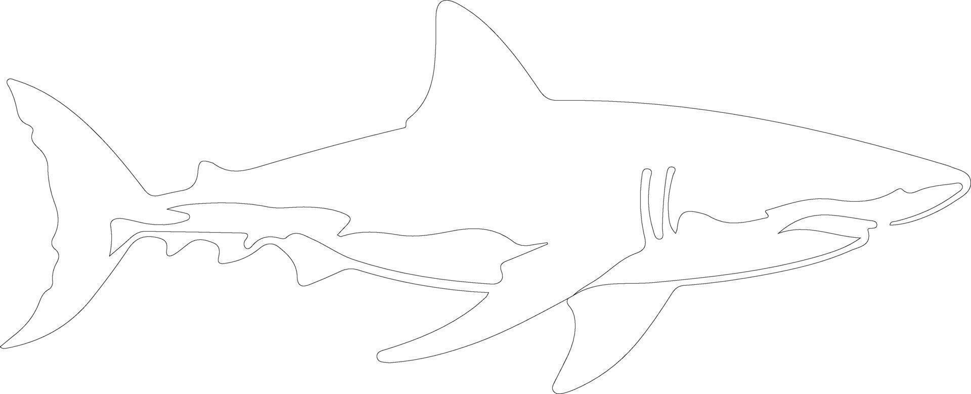 great white shark  outline silhouette vector