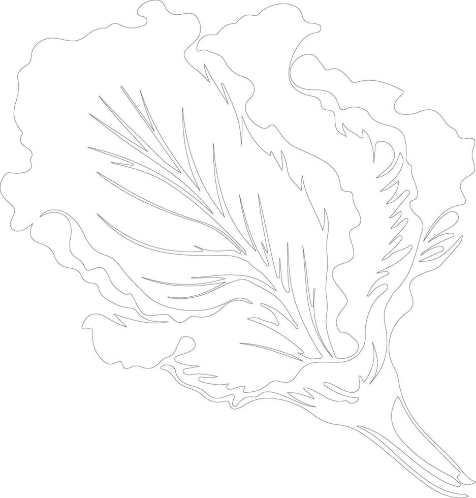Chinese cabbage  outline silhouette vector