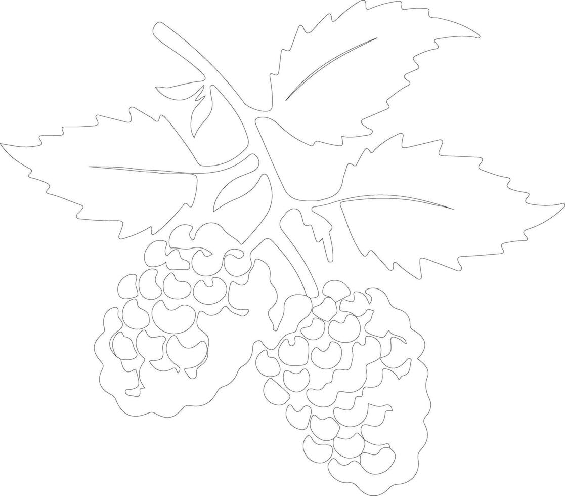 mulberry  outline silhouette vector