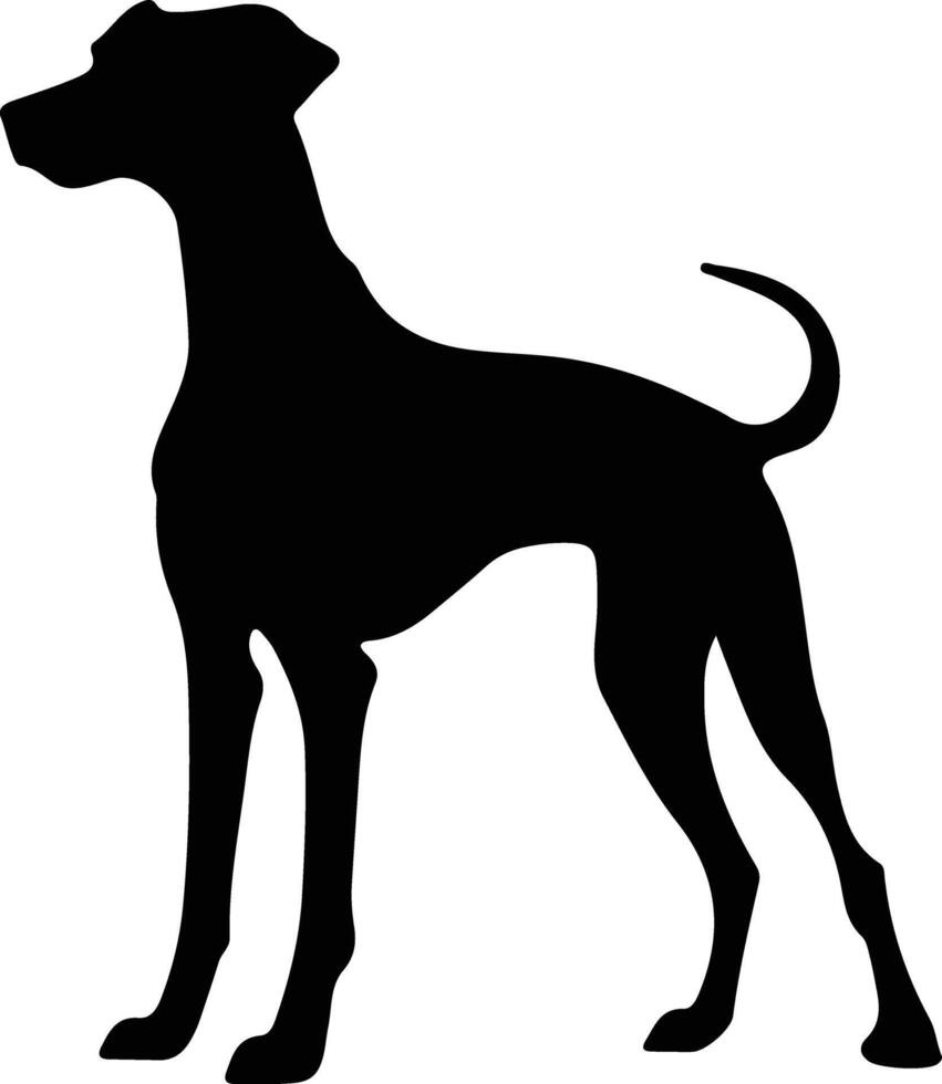 Sloughi    black silhouette vector