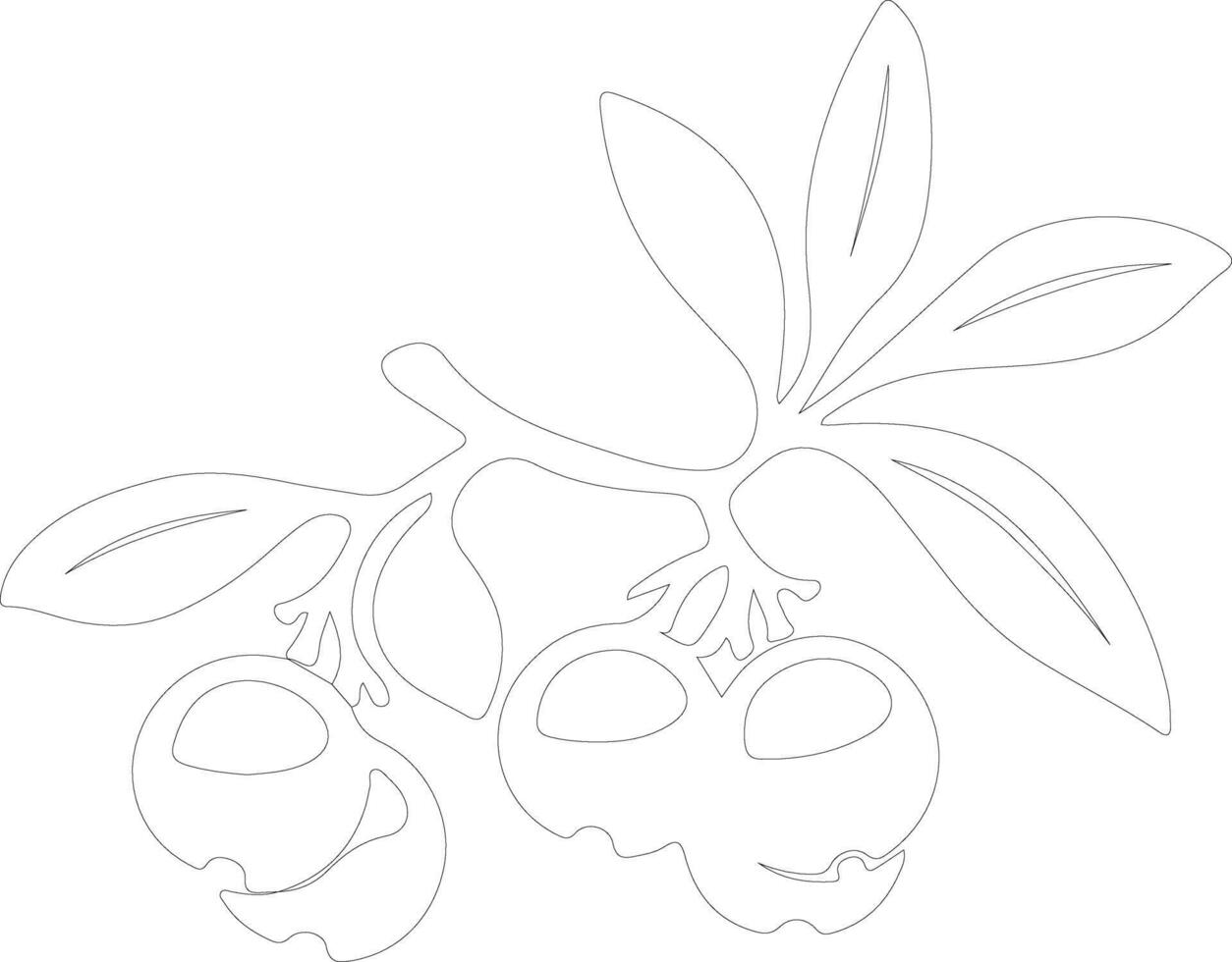 loquat  outline silhouette vector